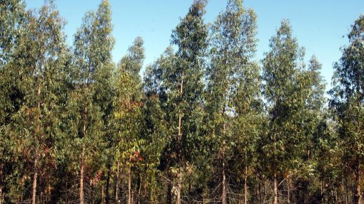 Associações ambientalistas repudiam “eucaliptização” de áreas de mato