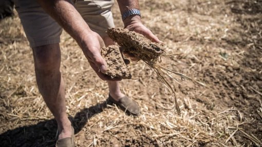 Rios secos e culturas mortas por seca que pode tornar-se a pior em 500 anos na Europa