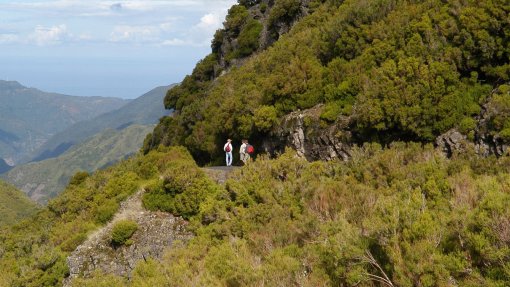 Madeira limpou mais de 1.600 hectares de floresta desde 2016
