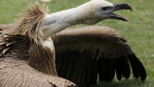 Grifo e milhafre-real serão devolvidos à natureza no Douro Internacional