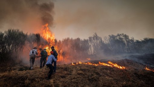 Área ardida este ano já ultrapassa os 100 mil hectares
