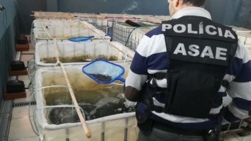 ASAE apreende 500 quilos de géneros alimentícios em entreposto de Ponte de Lima