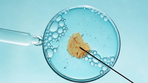 Descoberta proteína que pode melhorar tratamentos de fertilidade - estudo