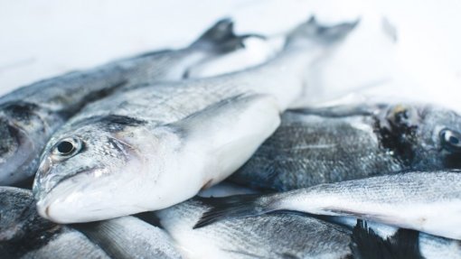 Estudo defende metodologia universal para medir nível de mercúrio no peixe