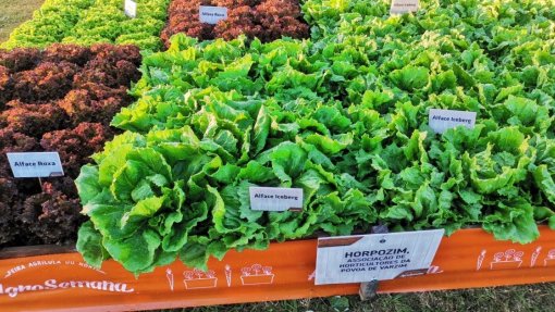 Seca: Horticultores da Póvoa de Varzim adotam novos métodos para contornar falta de água