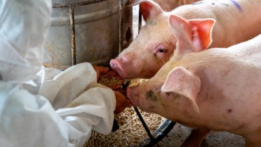 Produtores de alimentos para animais apresentam medidas para reduzir impactos ambientais