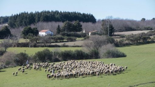 Aquecimento global com impacto em arbustos e pastagens da serra da Estrela