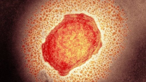 Monkeypox: Continente americano registou 90% dos casos na última semana – OMS