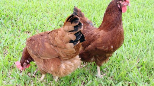 Confinamento obrigatório para aves em Inglaterra devido a gripe aviária