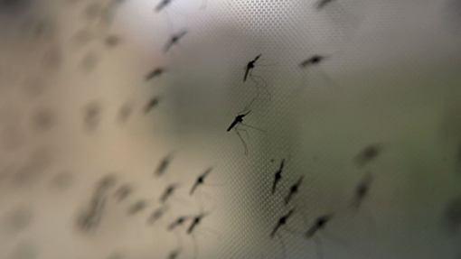 Risco de paludismo aumenta em África com chegada de espécie invasora de mosquito