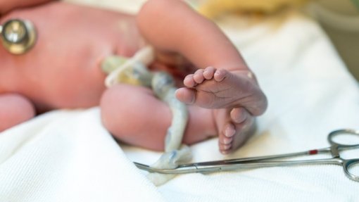 Colheitas para banco público do cordão umbilical retomam no inicio do próximo ano