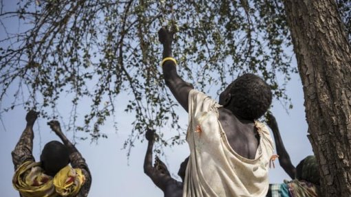 Sul-sudaneses recorrem ao consumo de folhas para sobreviver à fome - ONG