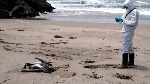 Mais de 22.000 aves marinhas encontradas mortas por gripe aviária no Peru