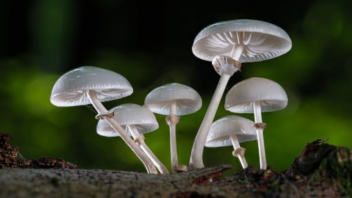 Cientistas descobrem no Equador cogumelo com potencial antibacteriano