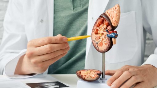 Estudo conclui que rins saudáveis travam a anemia na malária