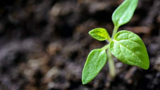 Destruída em Baião planta infetada por bactéria