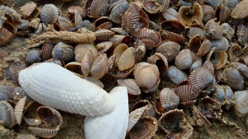 Investigadores desenvolvem no Algarve solução para reduzir biotoxinas em bivalves