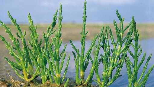 Estudo propõe substituição do sal no pão por planta halófita