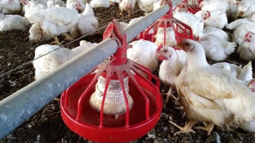 Investigadores revelam impacto da indústria de aves na resistência a antibióticos