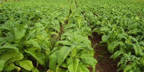 Brasil e Moçambique entre os maiores produtores mundiais de tabaco - OMS