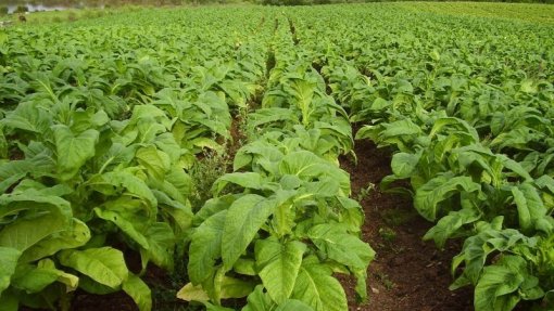 Brasil e Moçambique entre os maiores produtores mundiais de tabaco - OMS