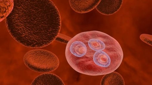 Parasita que causa a malária pode ser manipulado e desativado - estudo