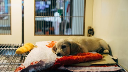 Só 15,5% dos munícipios concorreram a projeto de cuidados veterinários gratuitos