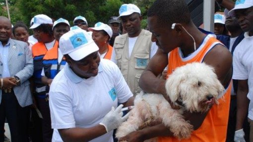 Angola prepara campanha de vacinação animal para conter surto de raiva