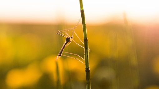 Autoridades não identificaram qualquer mosquito com vírus do Nilo em Portugal este ano