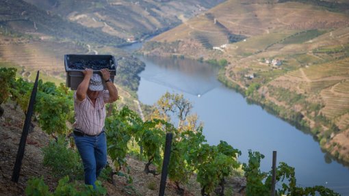 Investigadores estudam soluções para mitigar alterações climáticas nas vinhas do Douro