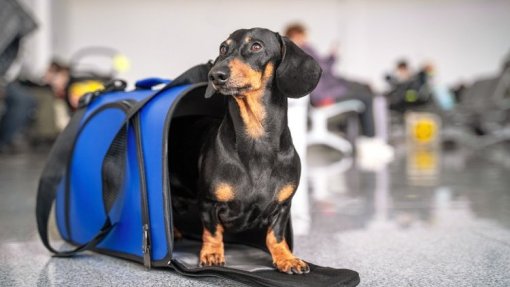 AÇORES: SATA transportou 496 animais de assistência entre janeiro e julho