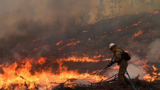 Mais de 90 operacionais combatem fogo em zona de eucaliptos em Loures