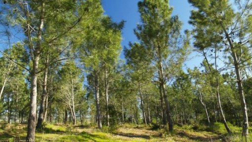 Cidadãos convocam para domingo protestos em sete concelhos &quot;pela floresta do futuro&quot;