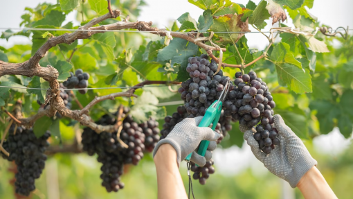 Cremes, infusões ou bolachas dão “nova vida” aos subprodutos da vinha