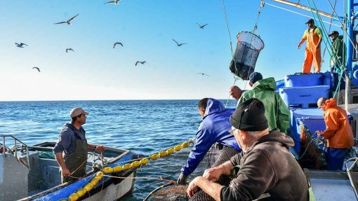 Pesca da sardinha com novos limites a partir de hoje