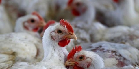 África do Sul enfrenta escassez de ovos e carne frango devido a surto de gripe aviária