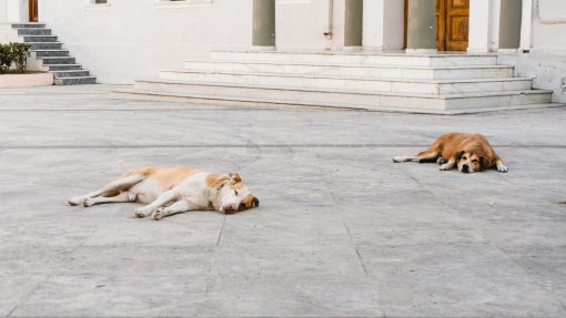 Sem dinheiro, donos deixam de comer para alimentar os animais domésticos