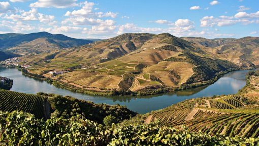 Projeto Gesvespa ajuda a combater a vespa asiática no Douro