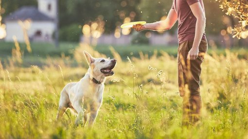 Cientistas descobrem primeira evidência do uso de imaginação em animais