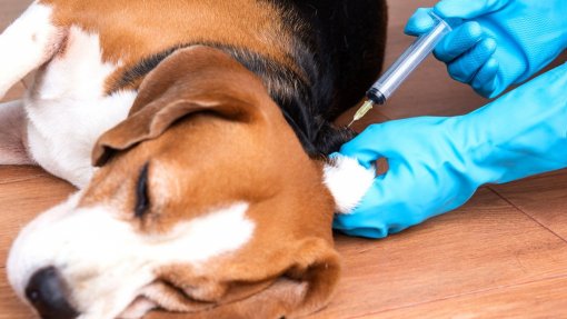 GNR deteve cinco pessoas por falsificação de vacinação de cães em Barcelos