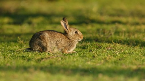 Câmara de Mértola lança projeto para recuperar lebre ibérica e coelho bravo