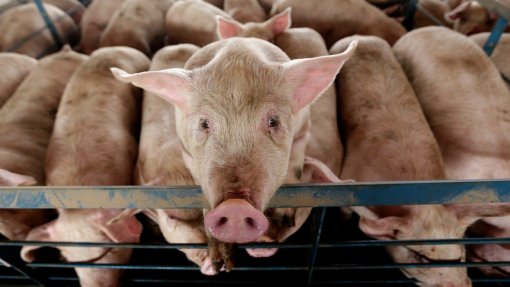 Suinicultores têm que declarar porcos em dezembro – DGAV
