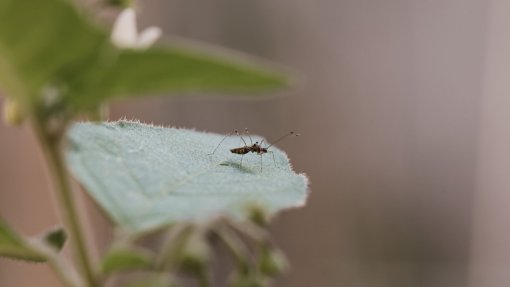 Capital de Cabo Verde tem 12 casos confirmados de dengue e prepara campanhas