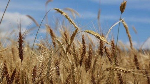 Ucrânia: Portugal contribui com 5ME para iniciativa de escoamento de cereais