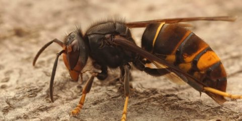 Montalegre capturou 14.654 vespas asiáticas na campanha 2023