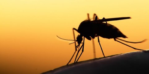 Equipas combatem dengue com pulverizadores e informação em Cabo Verde