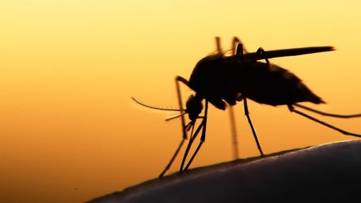 Equipas combatem dengue com pulverizadores e informação em Cabo Verde