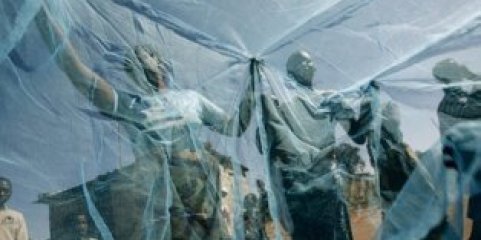 Maioria do aumento dos casos de malária no mundo registou-se em África - relatório