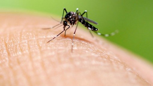 Calor vai espalhar malária, zika, dengue e chikungunya pelo mundo - Especialista