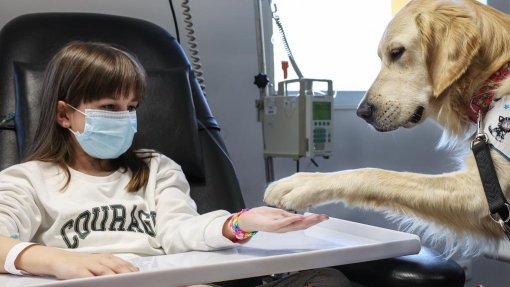 Duplas de cães de assistência ajudam crianças com cancro no hospital S. João